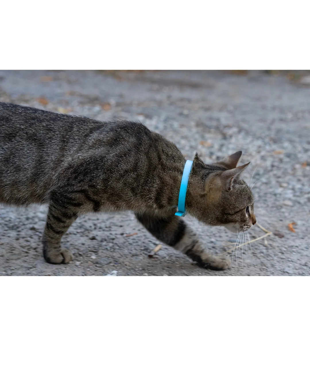 Collier en Biothane pour chat - fait main au Québec - Image 19