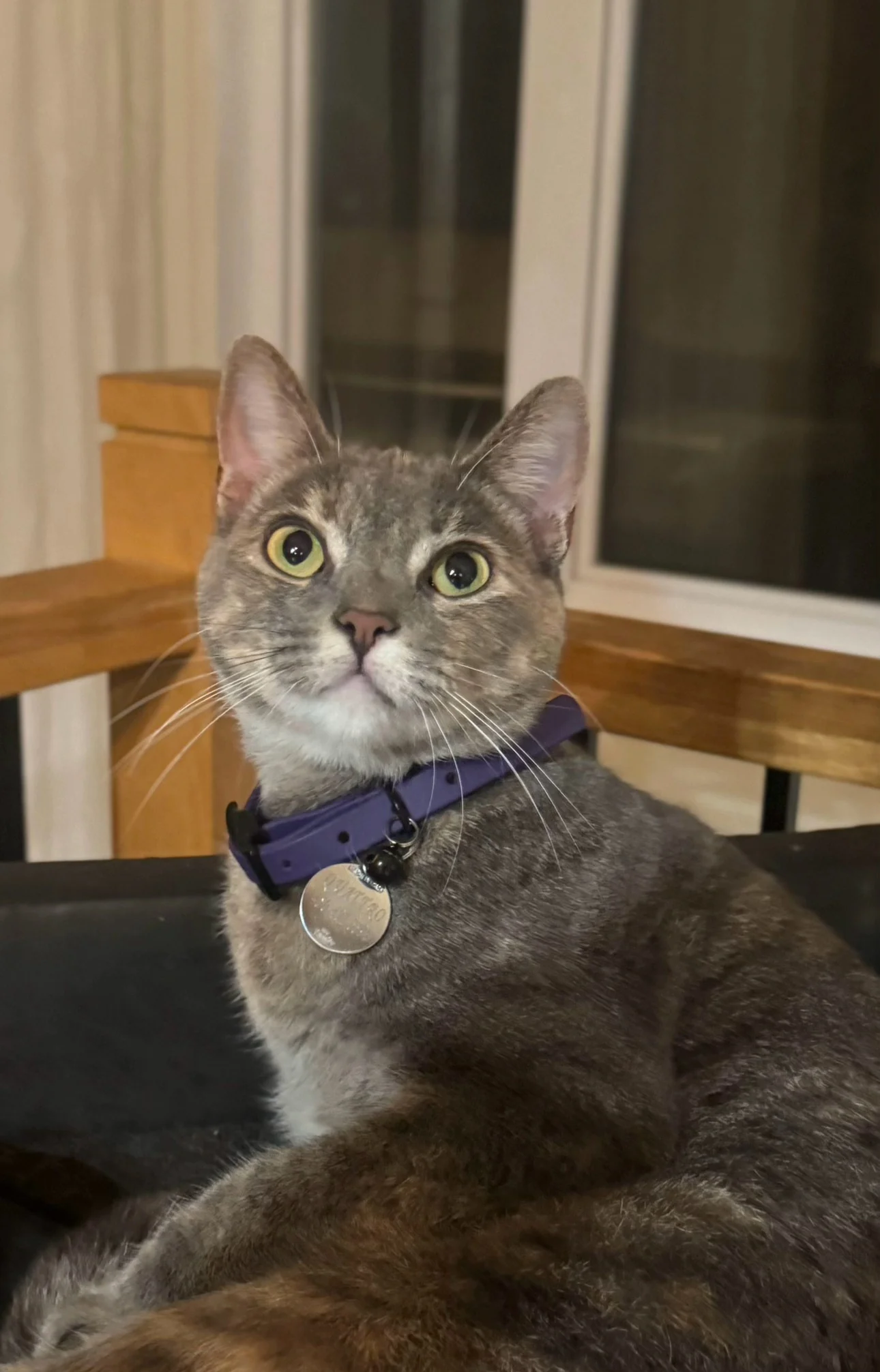 Collier en Biothane pour chat - fait main au Québec - Image 26