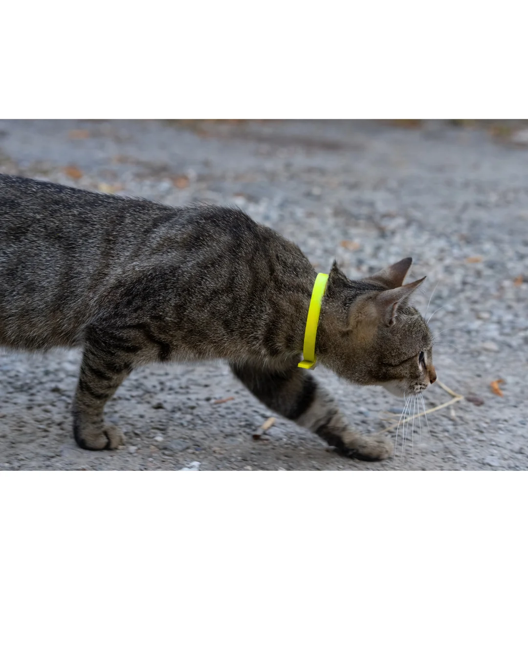 Collier en Biothane pour chat - fait main au Québec - Image 6