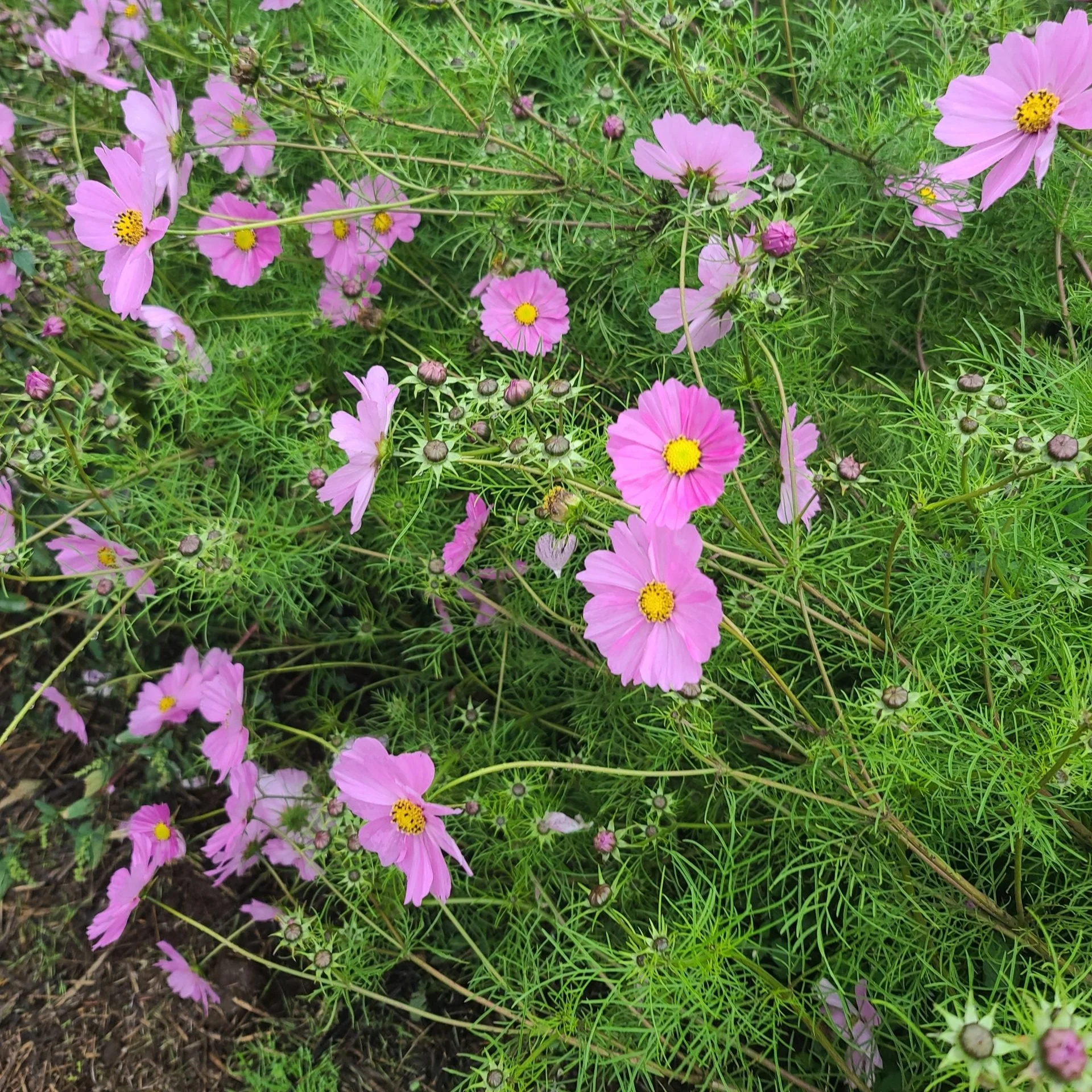 Cosmos Mix - Image 2