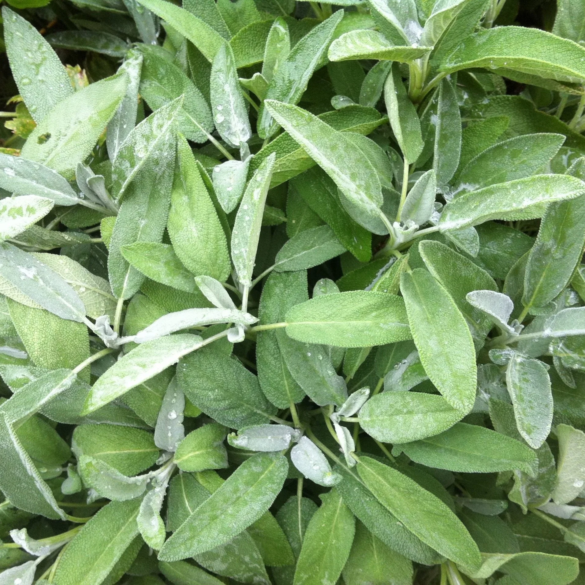 Culinary Sage - Image 2