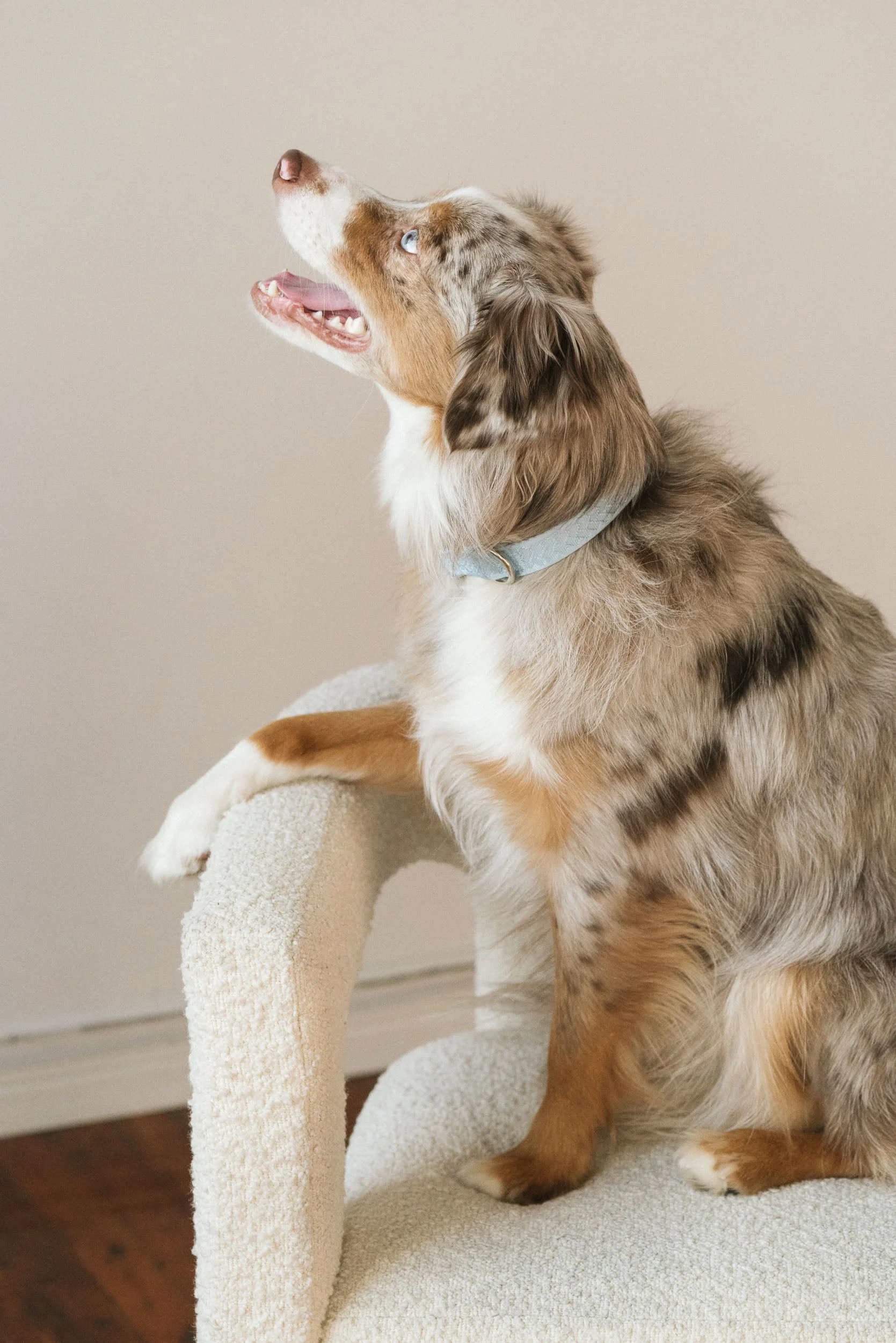 Daily Collar - Cloud - Image 3