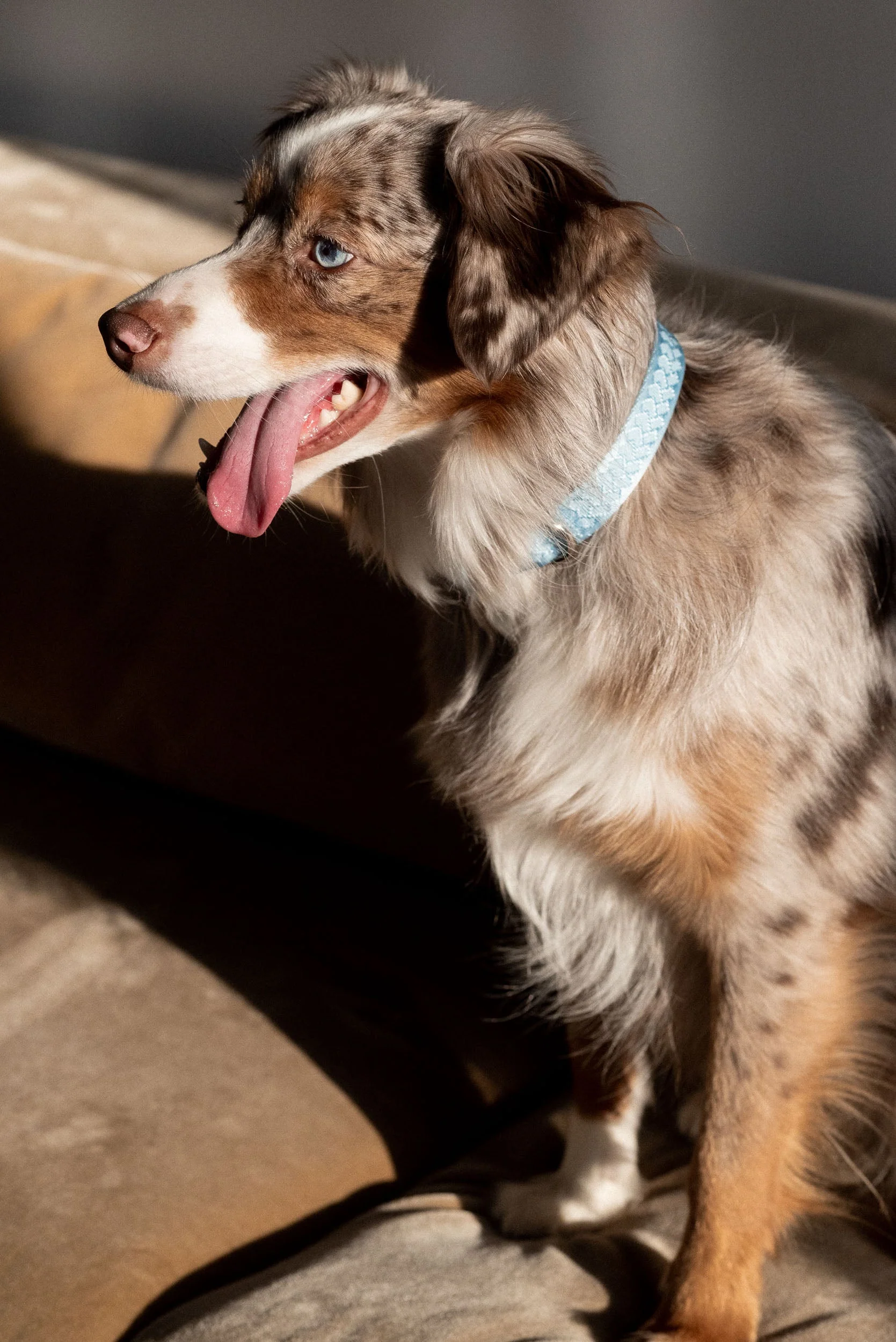 Daily Collar - Cloud - Image 4