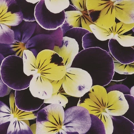 Edible Viola - Image 2