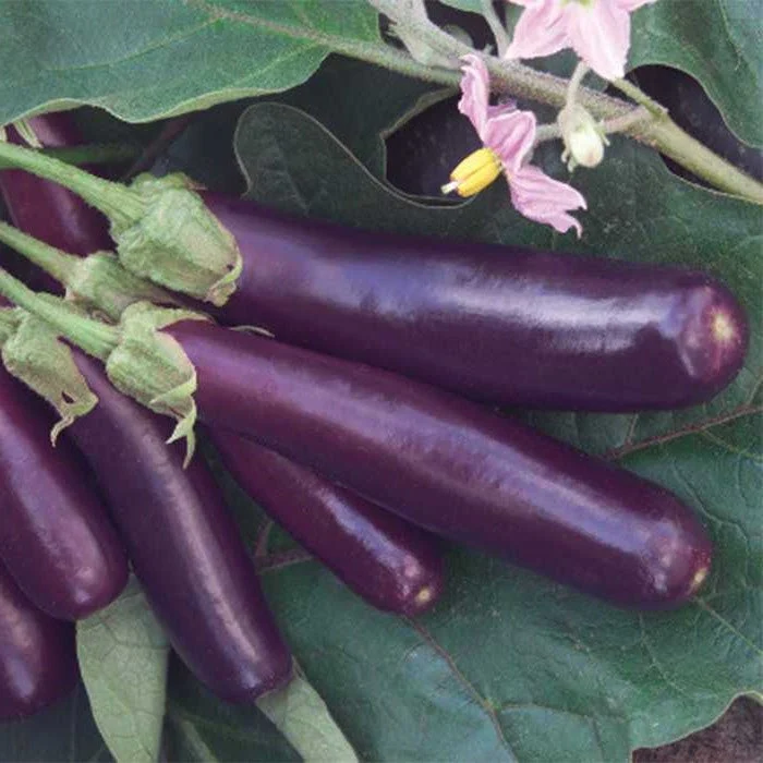 Eggplant Mix - Image 4