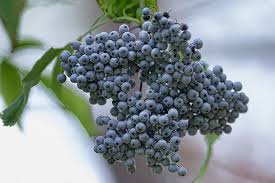 Elderberry Syrup Kit - Image 8