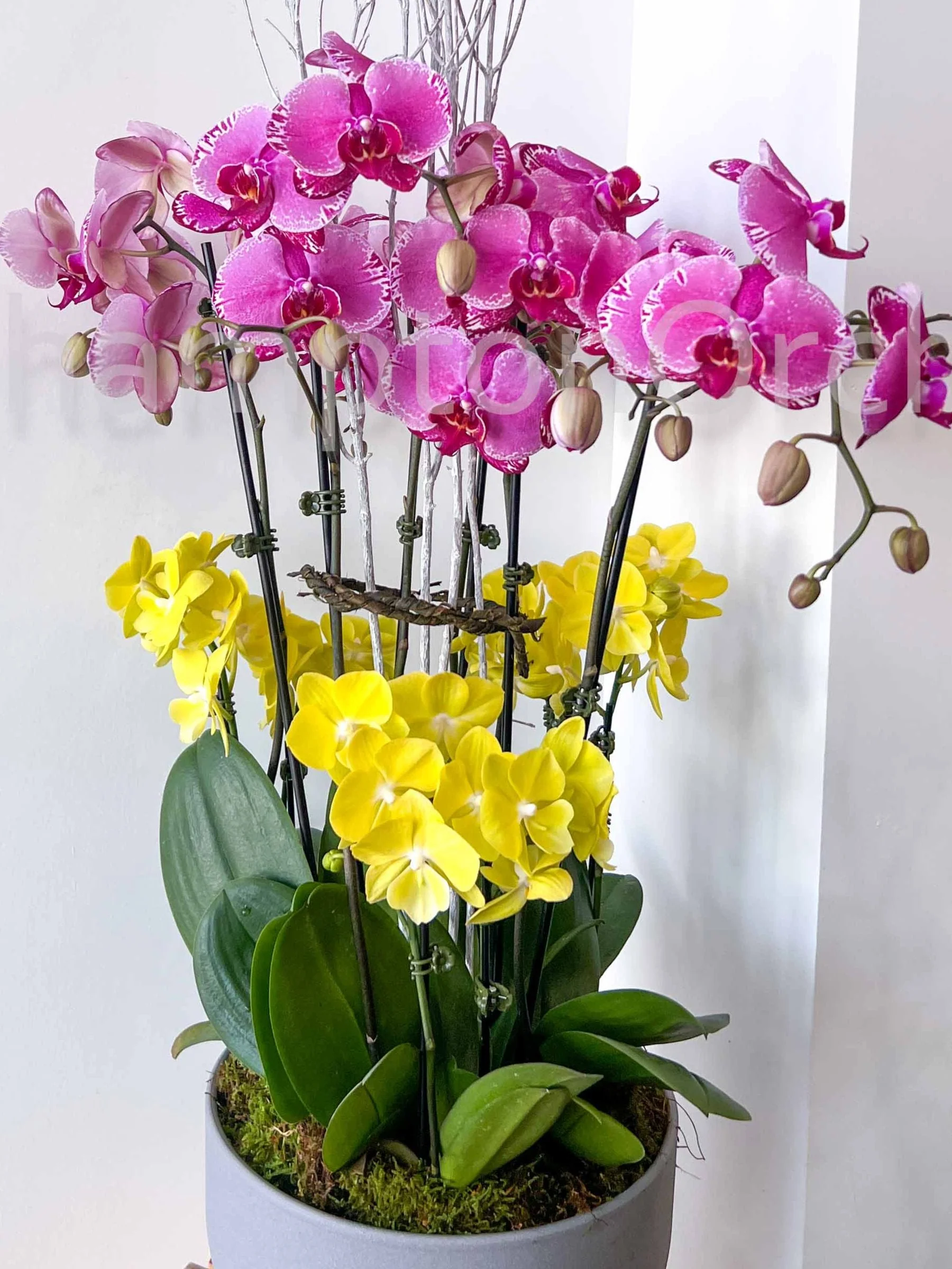 Elegant Classic 3:3 Arrangement - Image 3