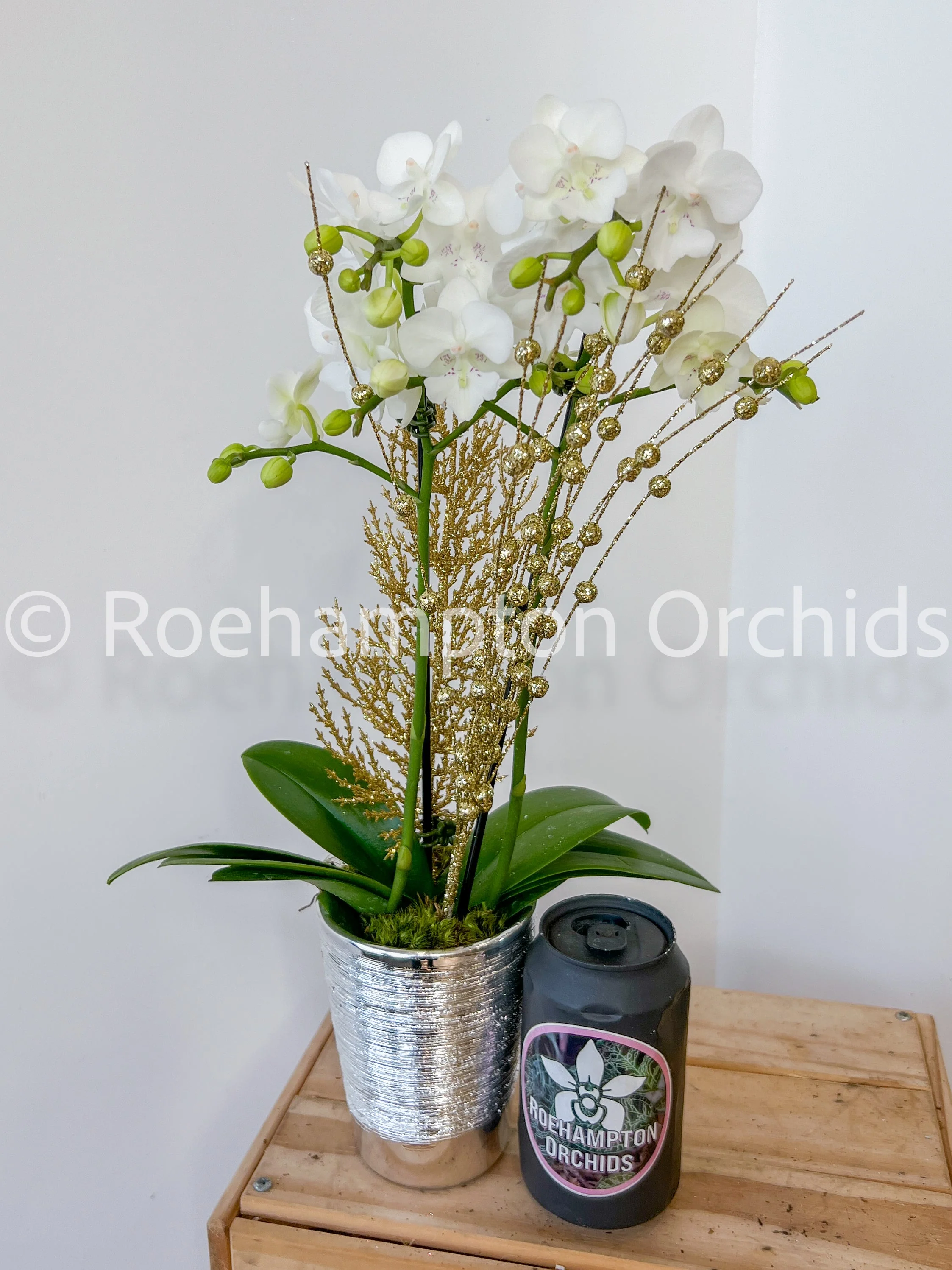 Enchanted Holiday Orchid - Image 3