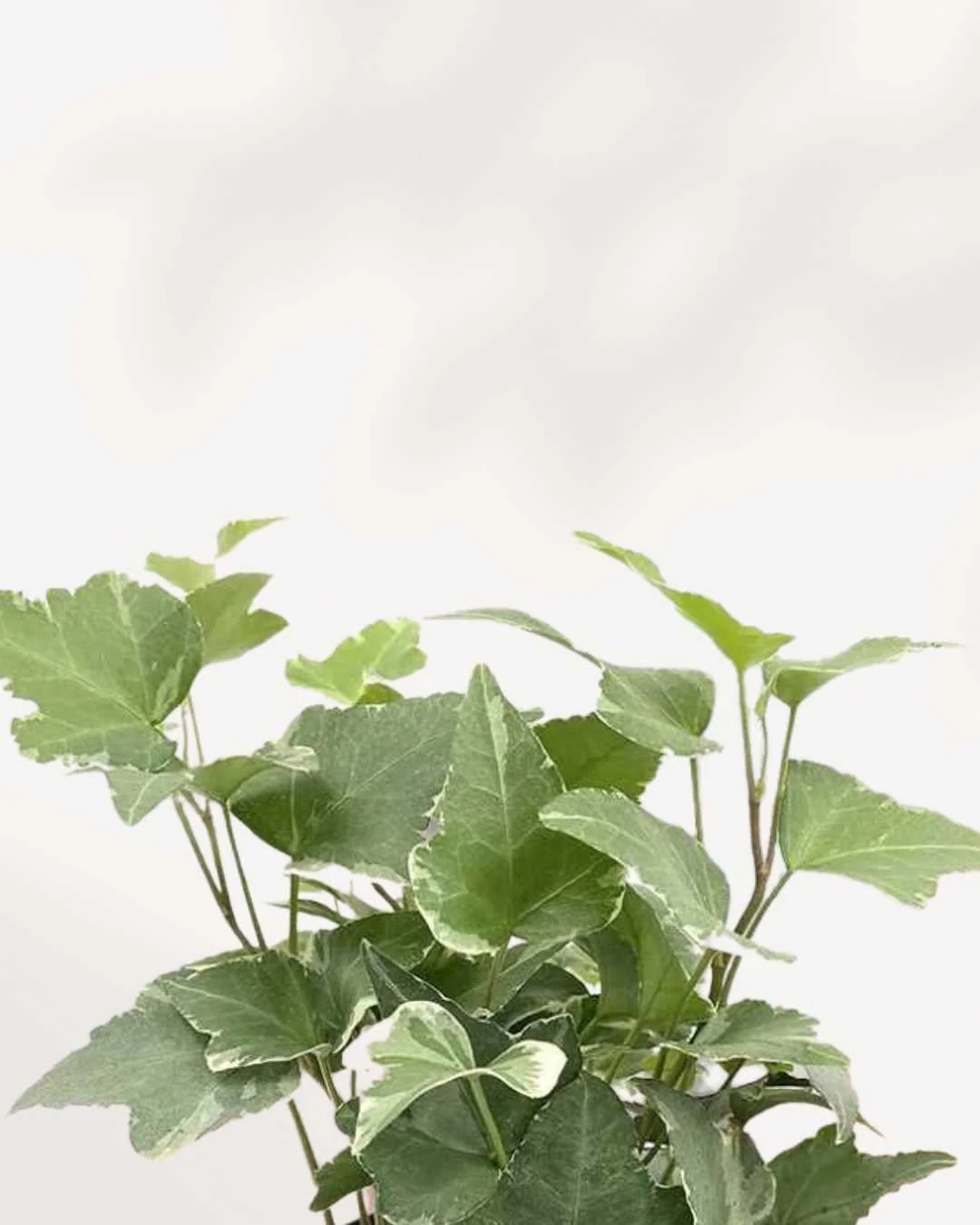 English Ivy Variegated - Image 2