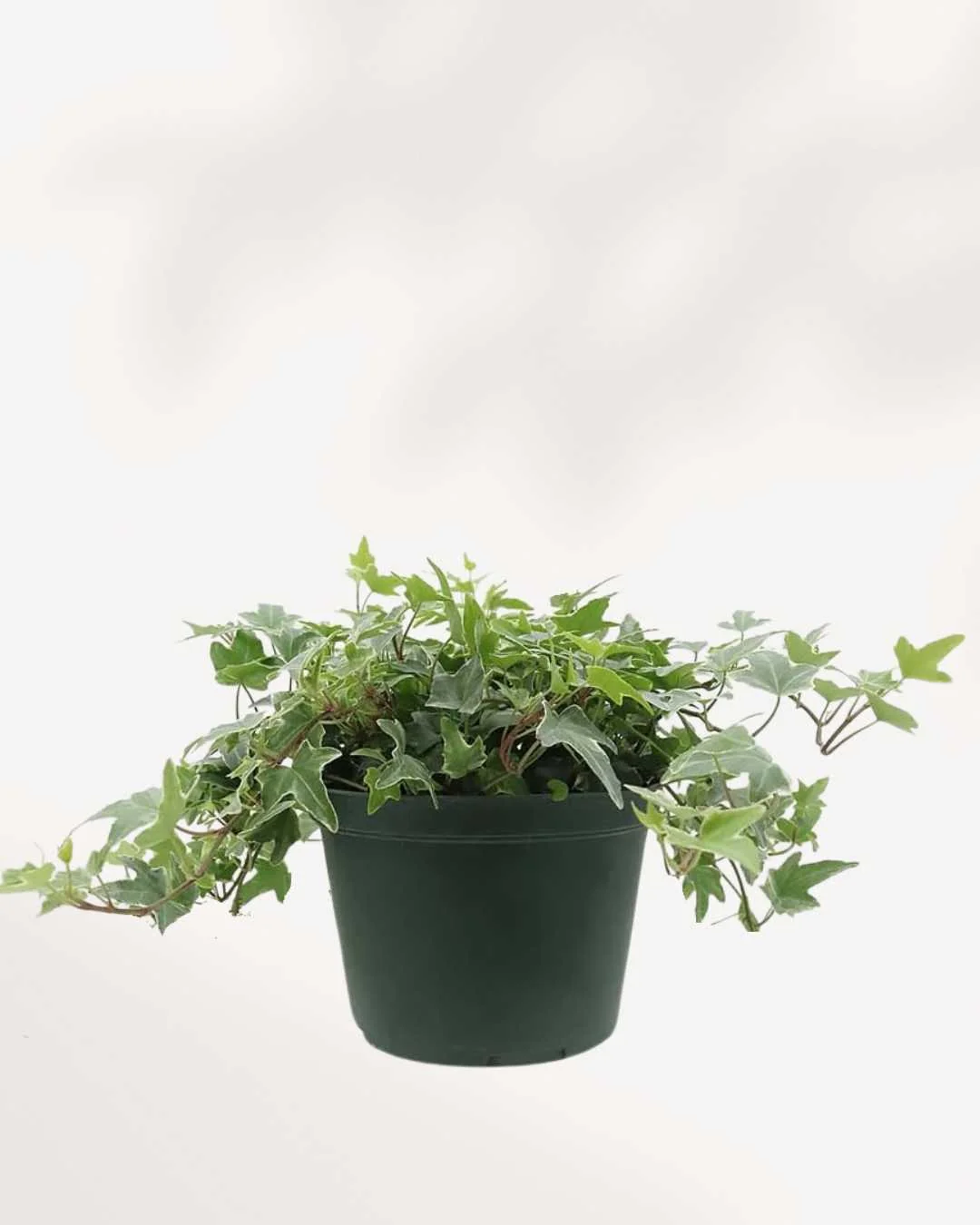 English Ivy Variegated - Image 3
