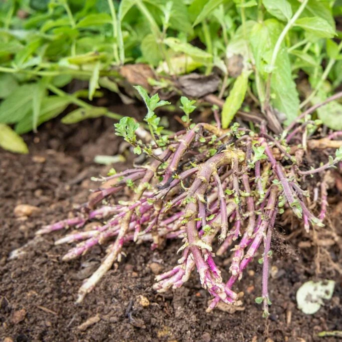English Spearmint Rootstock - Image 3