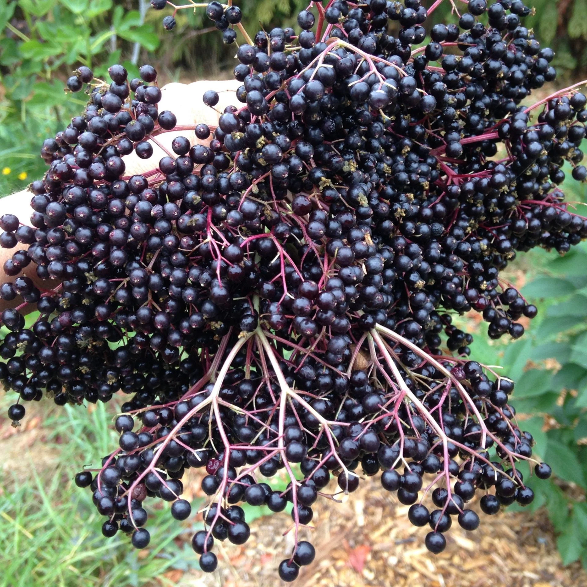 European Black Elderberry - Image 2