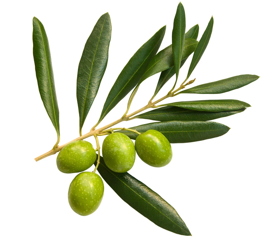 Extra Virgin Olive Oil, 100% ITALIAN Olives, 500 ml - Image 7