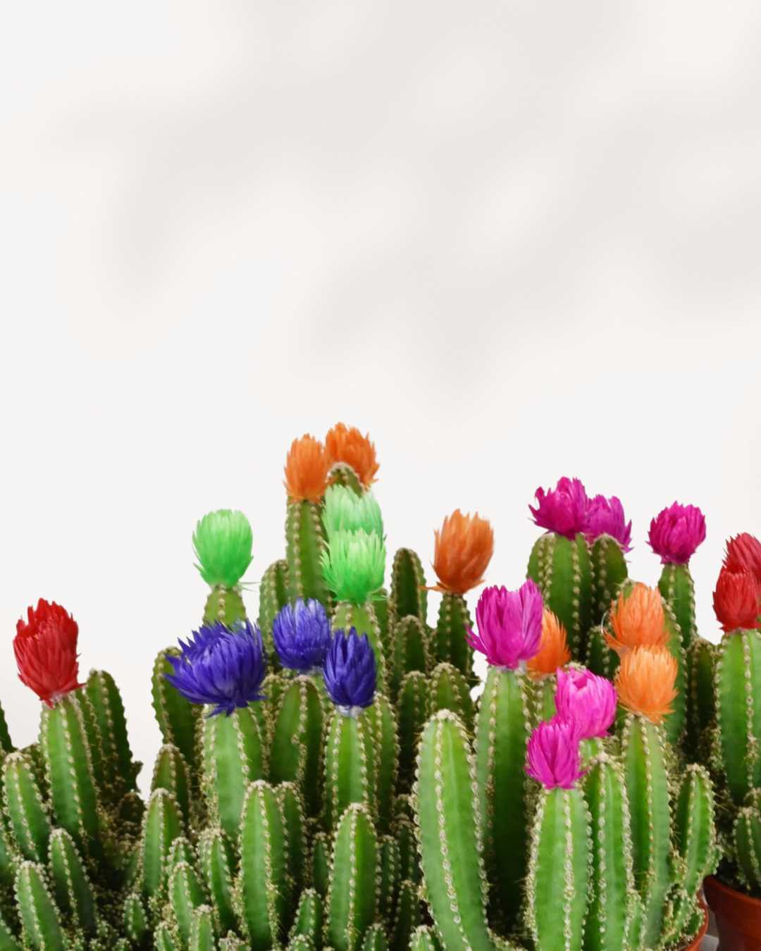 Fairy Castle Cactus - Image 2