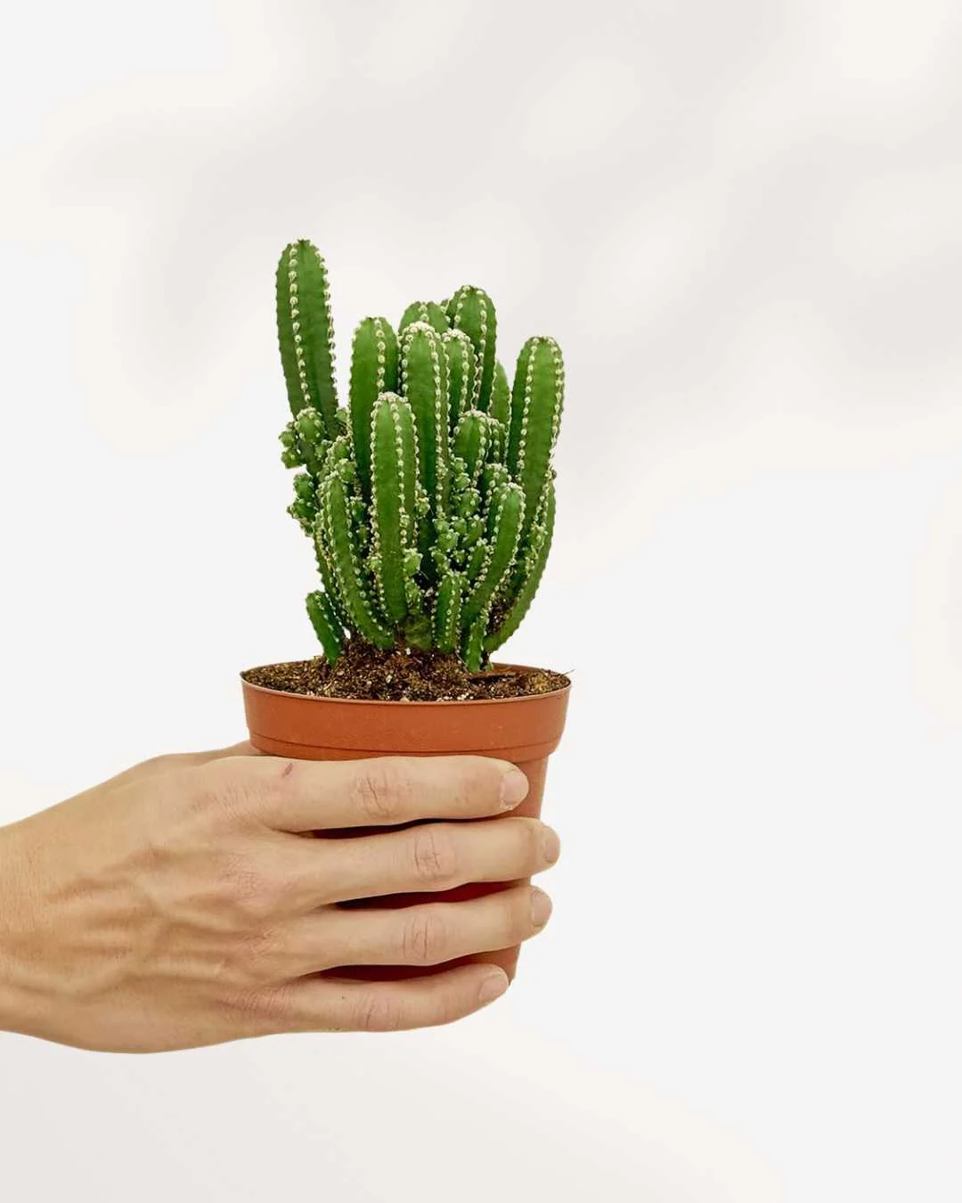 Fairy Castle Cactus - Image 3