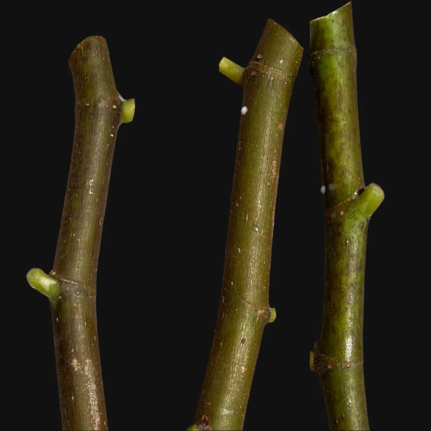Fig Cuttings