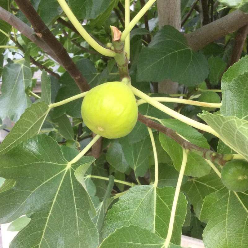 Fig Cuttings - Image 2