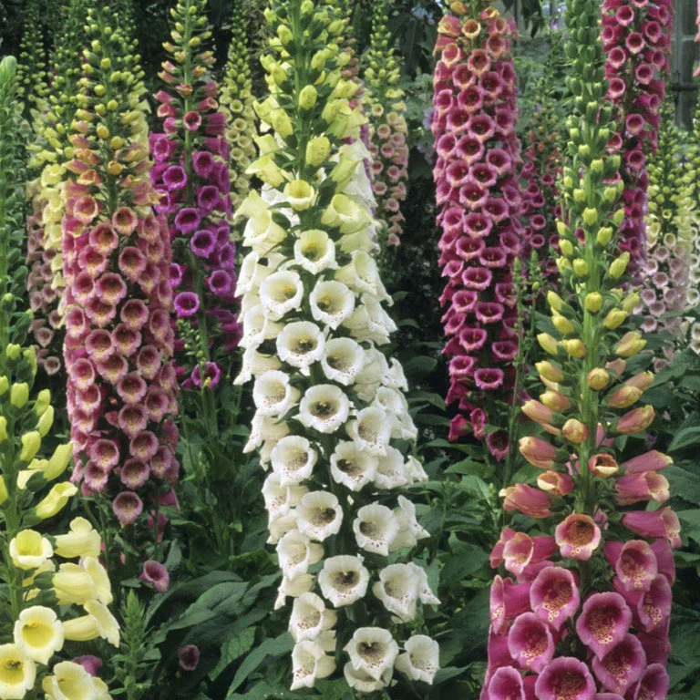 Foxglove - Image 2