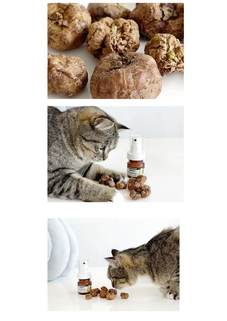 Freeze-Dried Silvervine Gall Fruit Hydrosol, 35 ML - Image 5