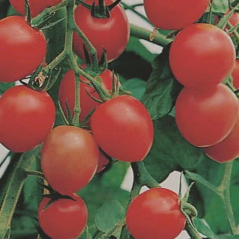 Gardener's Delight Tomato - Image 2