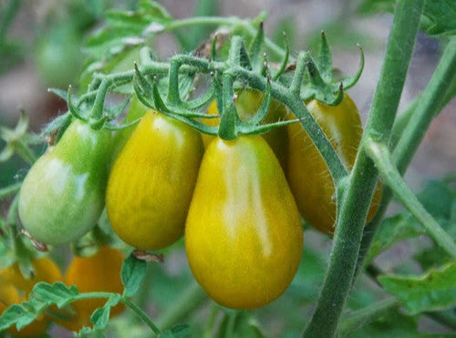 Giant Orange Pear Tomato - Image 2