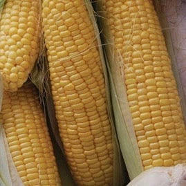 Golden Bantam Sweet Corn - Image 2