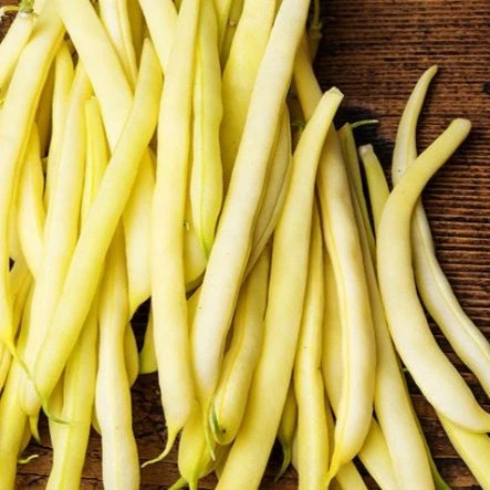 Goldrush Bush Bean - Image 2