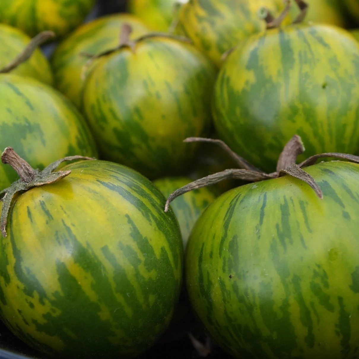 Green Zebra Tomato - Image 2