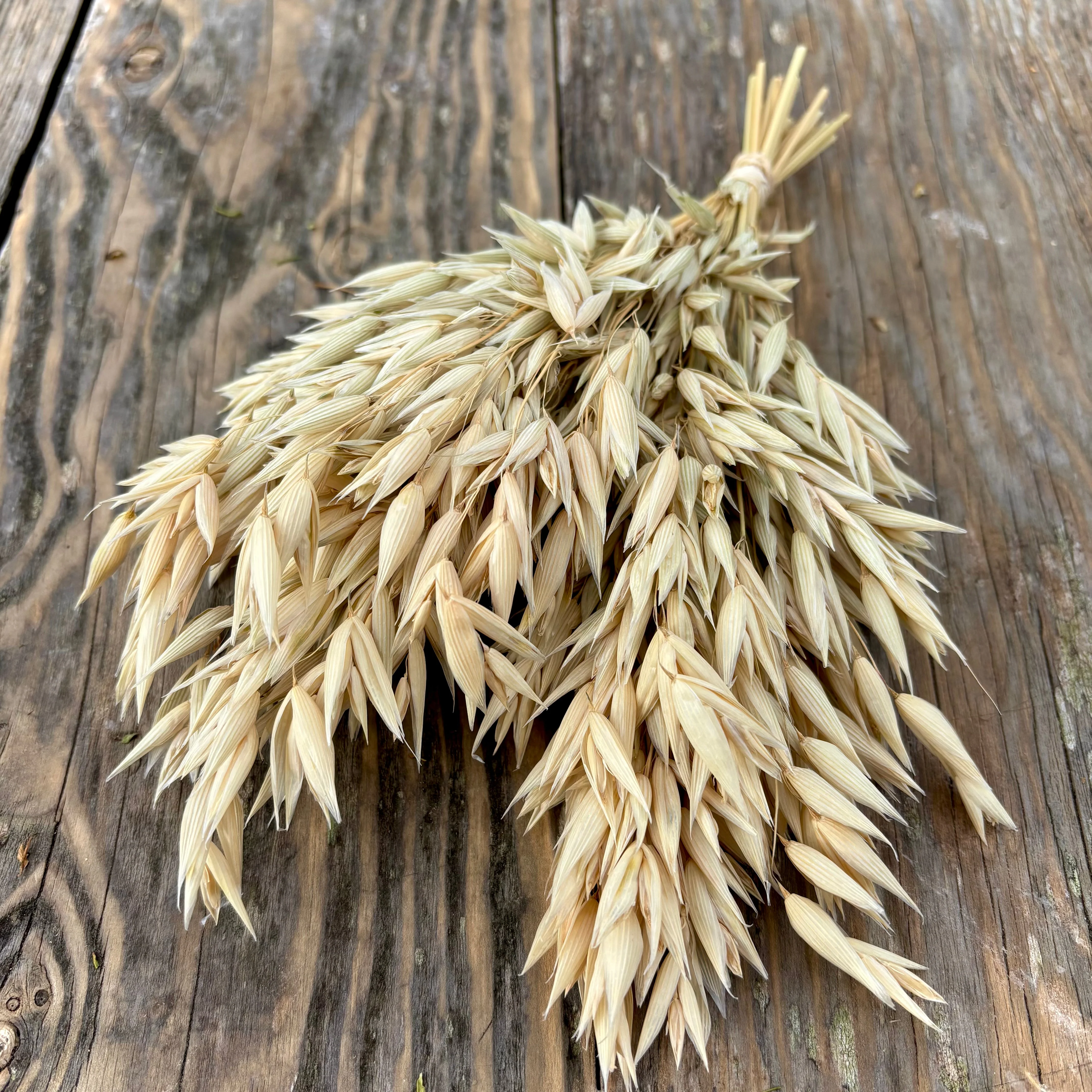 Hulless Oats Spray - Image 2