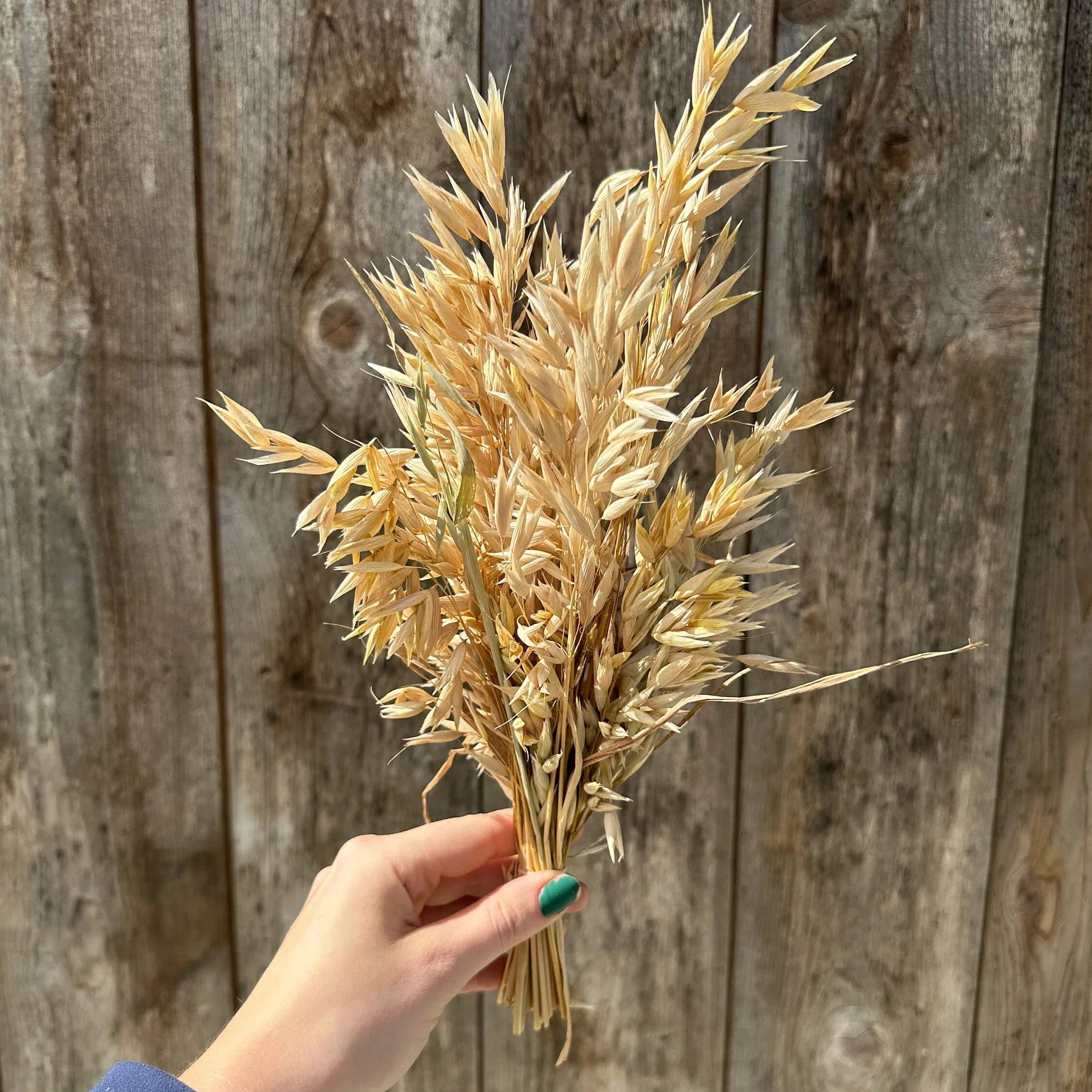 Hulless Oats Spray - Image 3