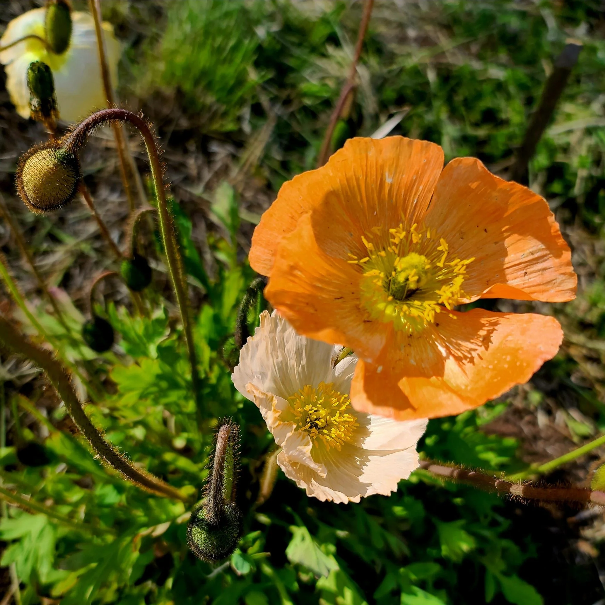 Icelandic Poppy - Image 2