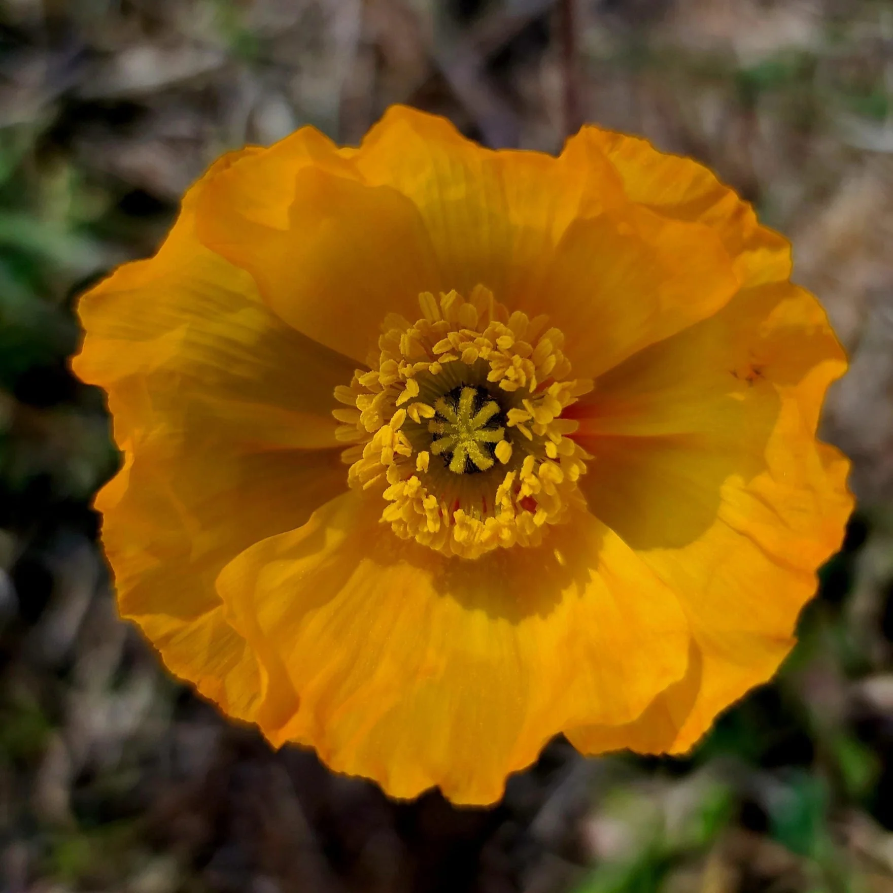 Icelandic Poppy - Image 3