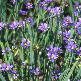 Idaho Blue-Eyed Grass - Image 2