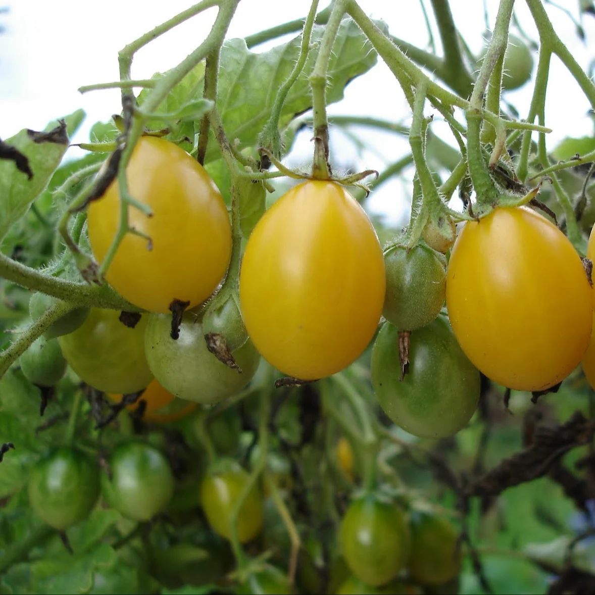 Ildi Tomato - Image 2
