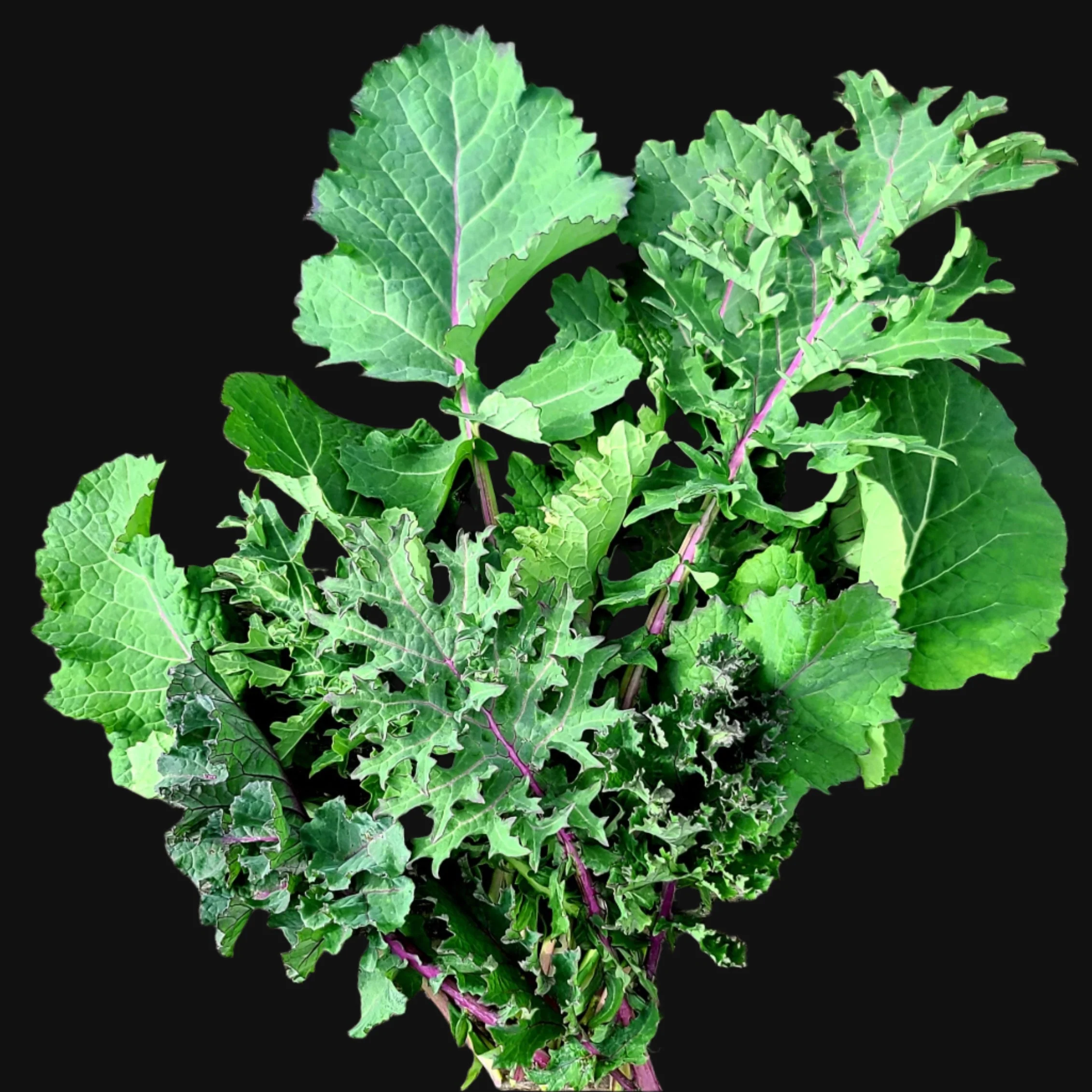 Kale Mix