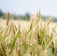 Khorasan Wheat - Image 2