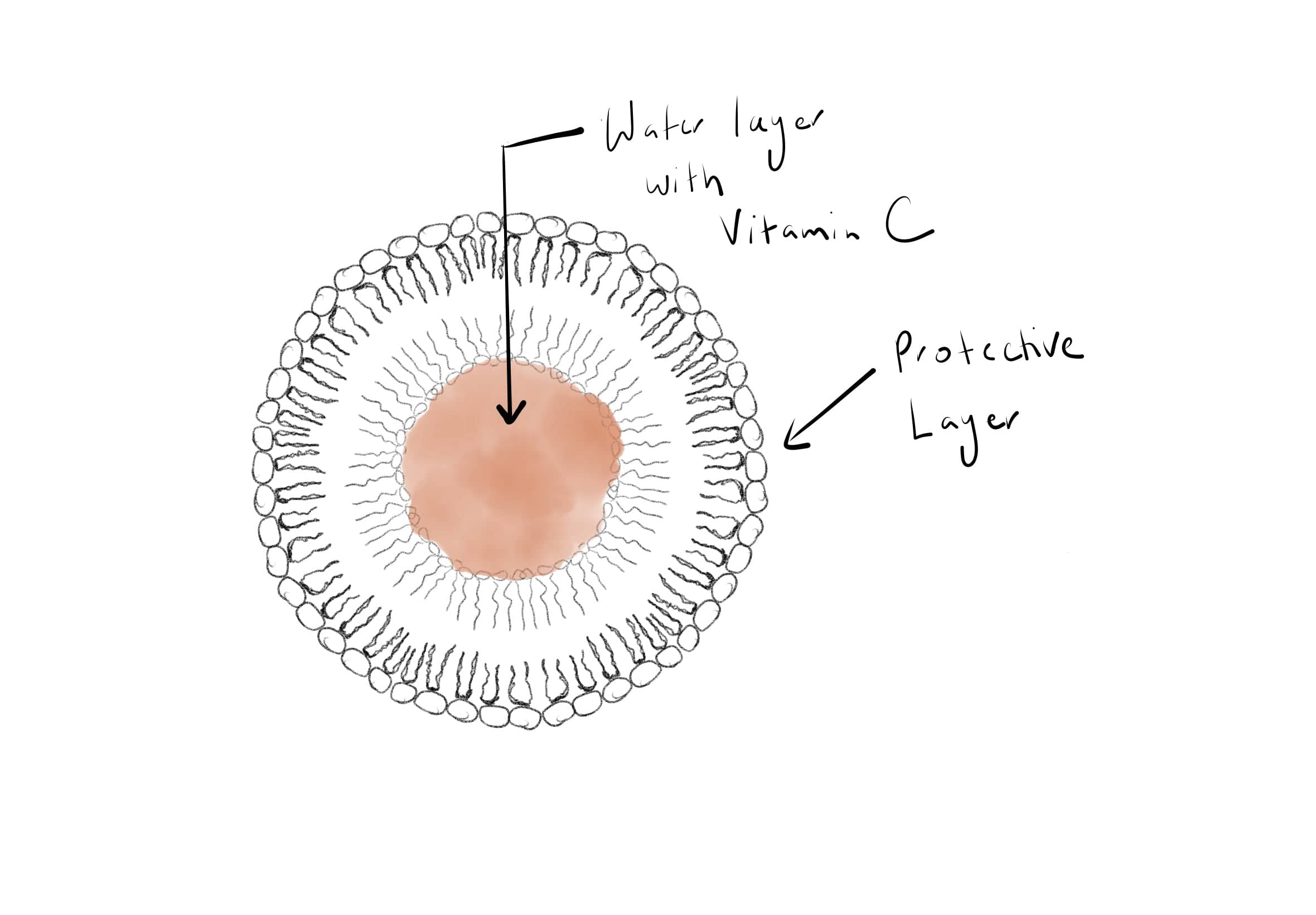 Lakhesis | Vitamin C, Pumpkin and Dill Day Cream - Image 4