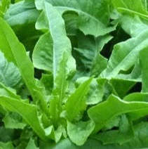 Low's Pointed Lettuce - Image 2