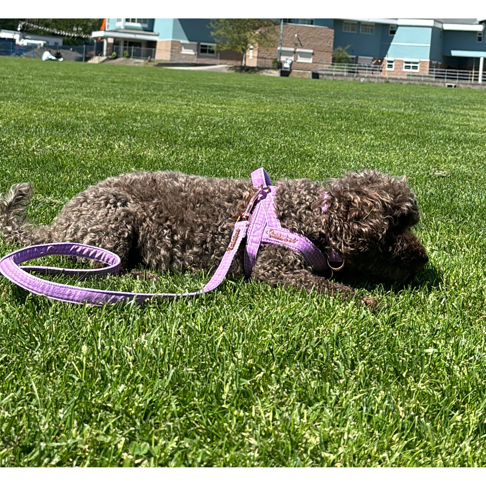 Mauve collar - Image 2