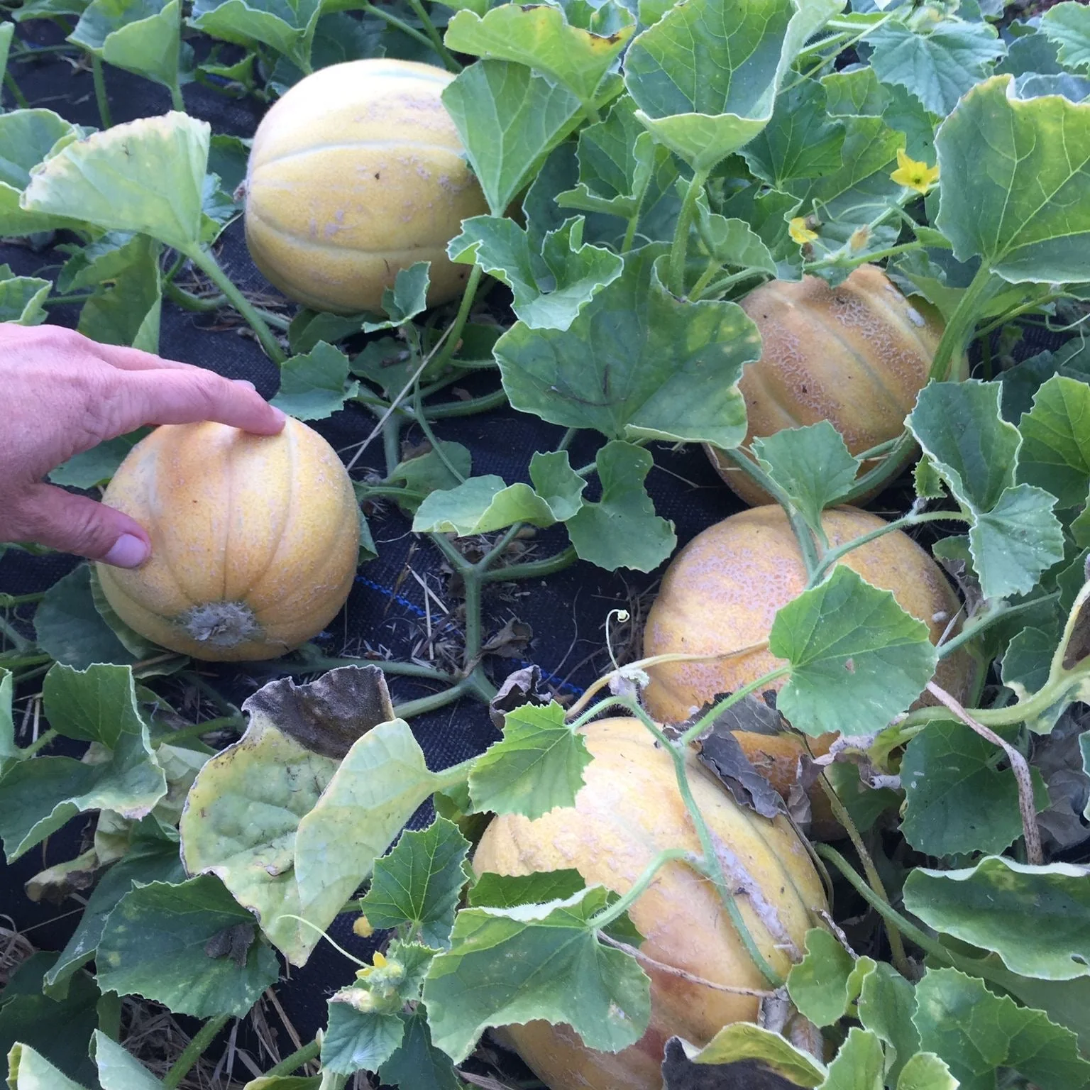 Mini Melon Mix - Image 2
