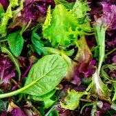 Mesclun Mix - Image 2