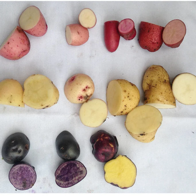 Metchosin Farm Originals Seed Potato Mix - SALE - Image 2