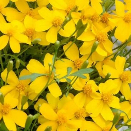 Mexican Mint Marigold - Image 2