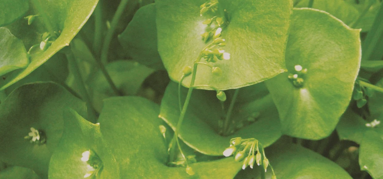 Miner's Lettuce - Image 4