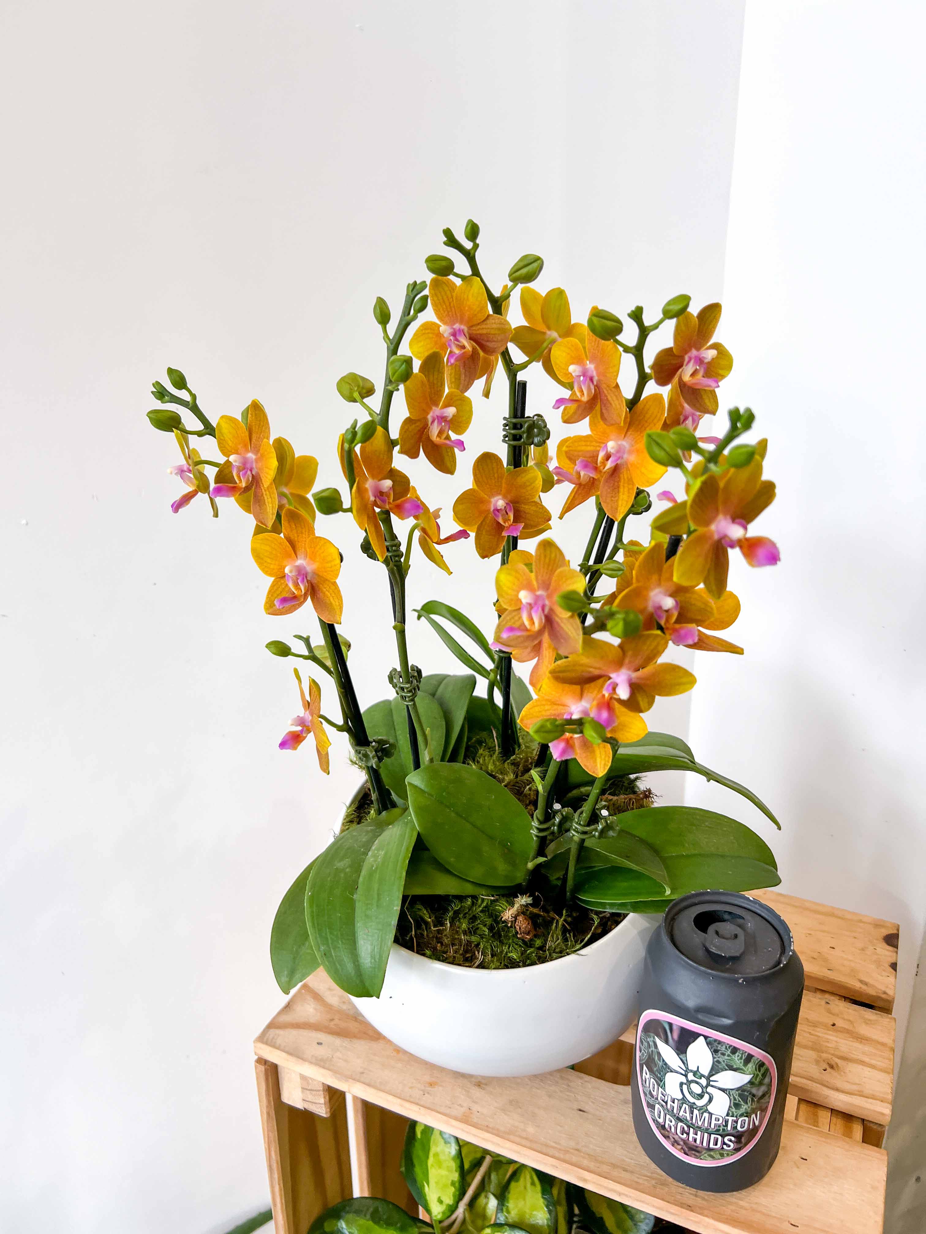 Mini Orchid Bowl