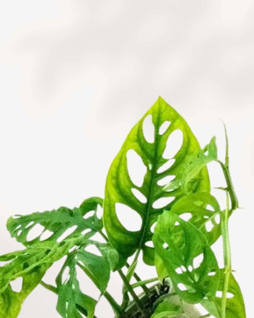 Monstera Adansonii – Indoor Plant for Homes - Image 3