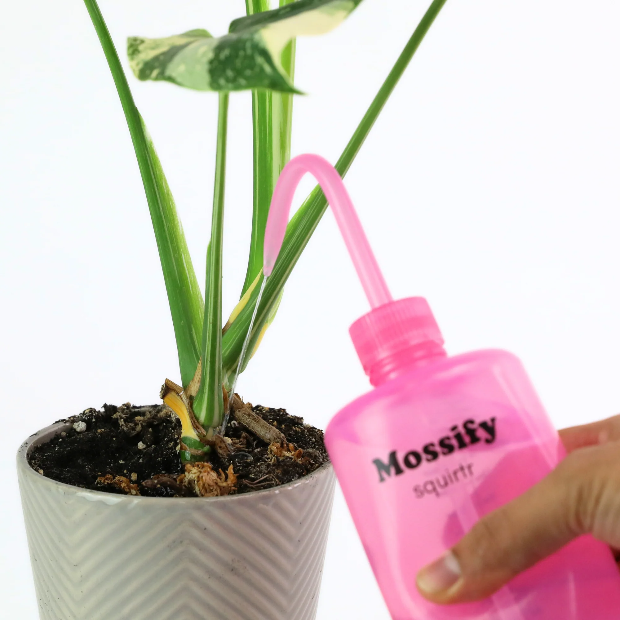 Mossify squirtr - Image 4