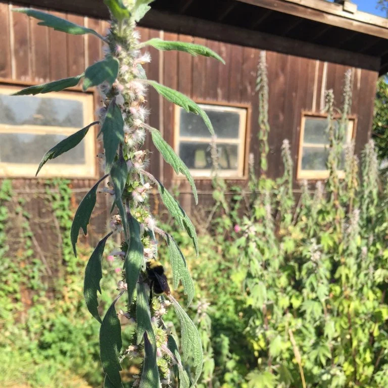 Motherwort - Image 3