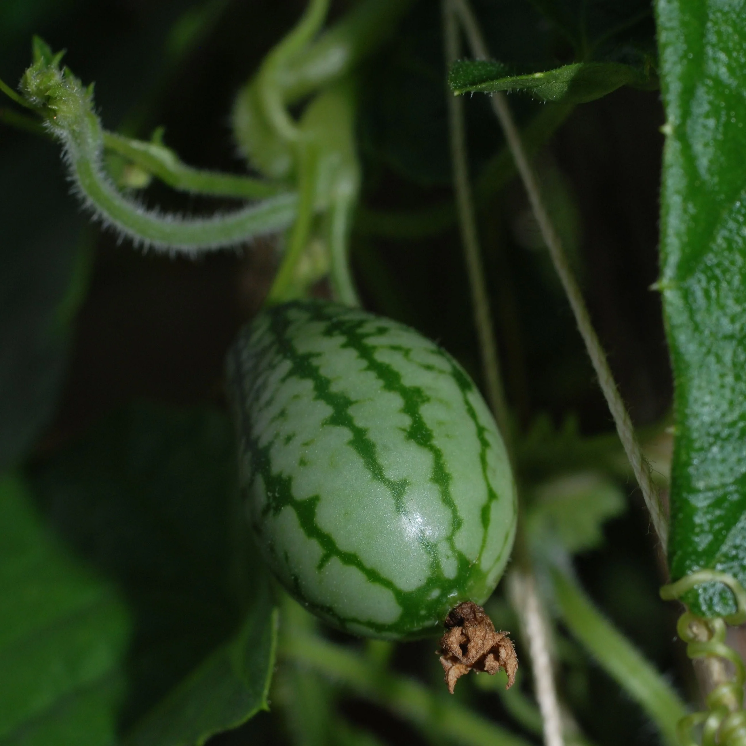 Mouse Melon Cucumber - Image 2