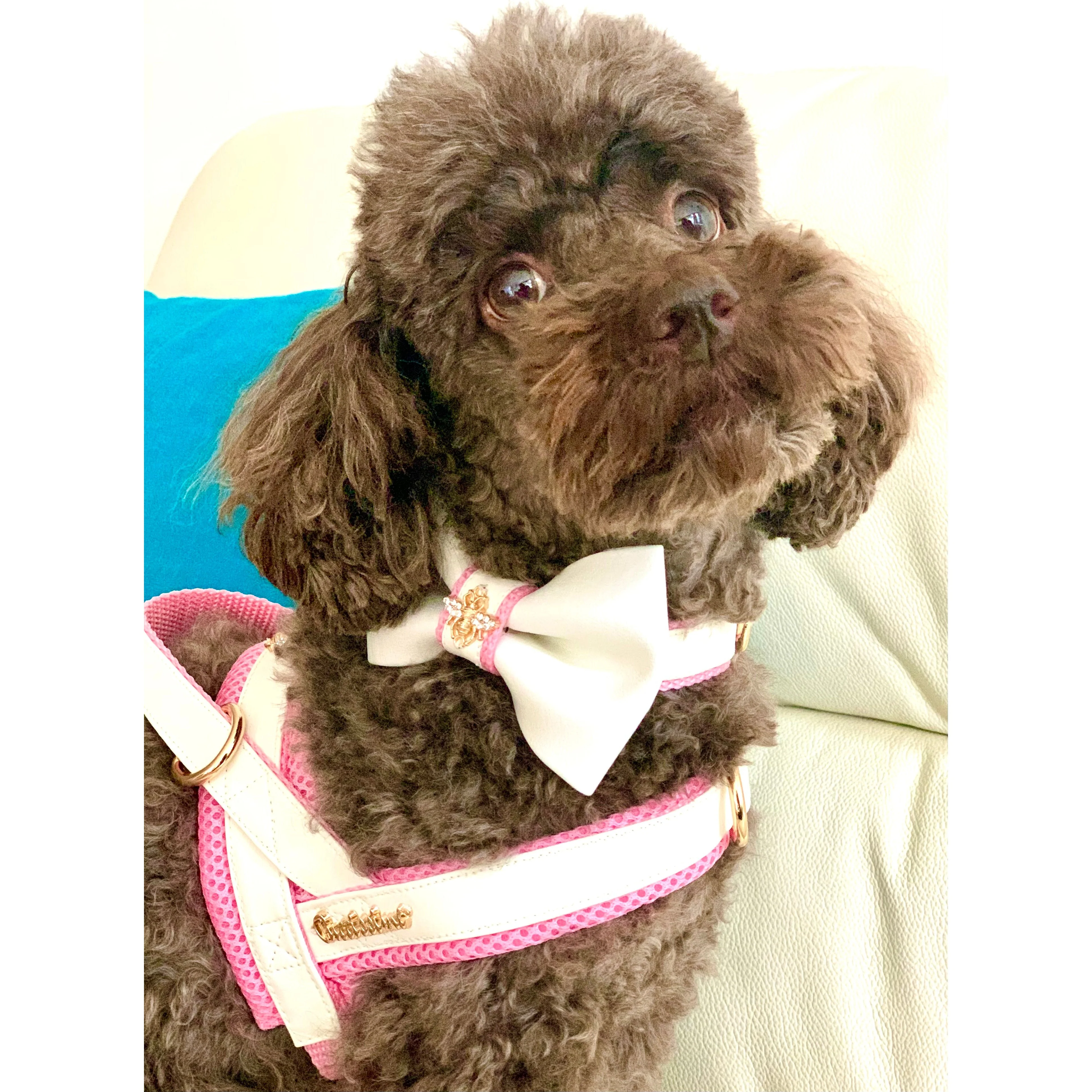 My Baby Girl One-Click Dog Harness - Image 2